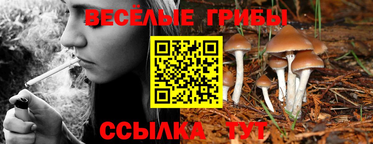 Заволжье  Галлюциногенные грибы Psilocybe  наркотики  Вход с VPN 